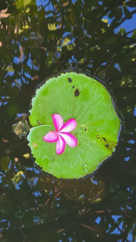 Photo of the Day: Beauty Beneath